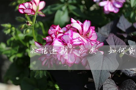 征信逾期10次 如何贷款 征信逾期10次 如何贷款
